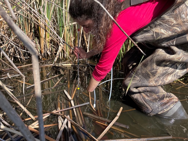 Ari Installing Sedpoints in a mudflat area