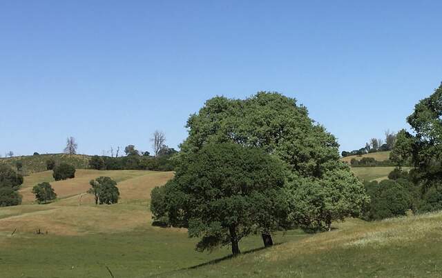 Different shades of trees and grass