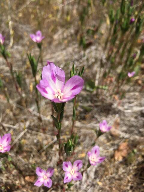 These flowers are more abundant this year
