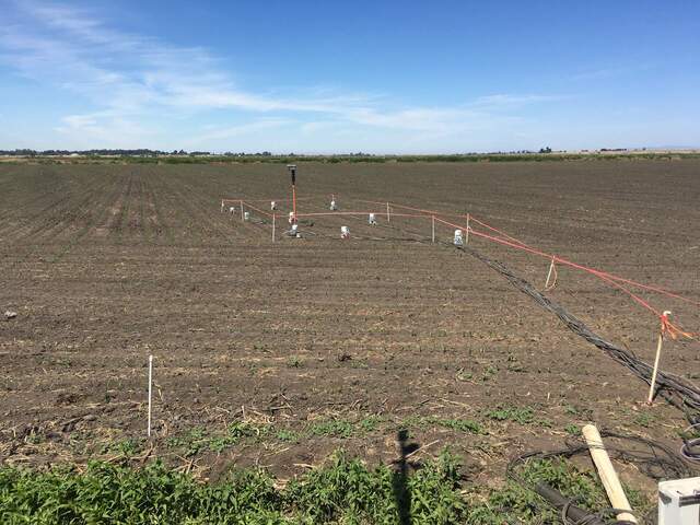 The field has been planted and sprouts are 10cm tall