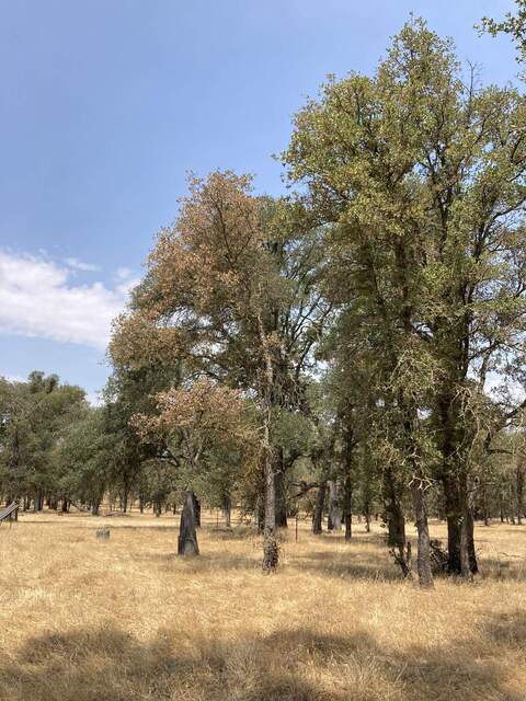 Some trees have many brown leaves most trees have some brown leaves