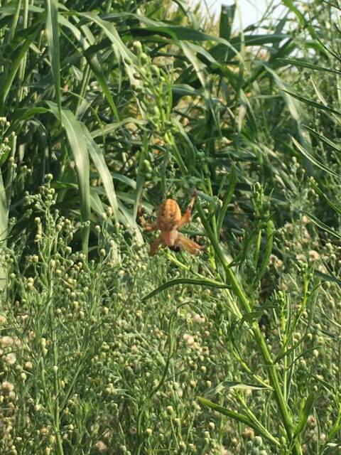 Alarmingly large spider at face height that Ari walked right smack dab into