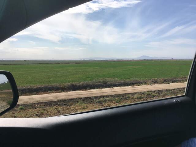 Photo taken from the levee. Alfalfa fields in the row north of our field are generally pretty green.