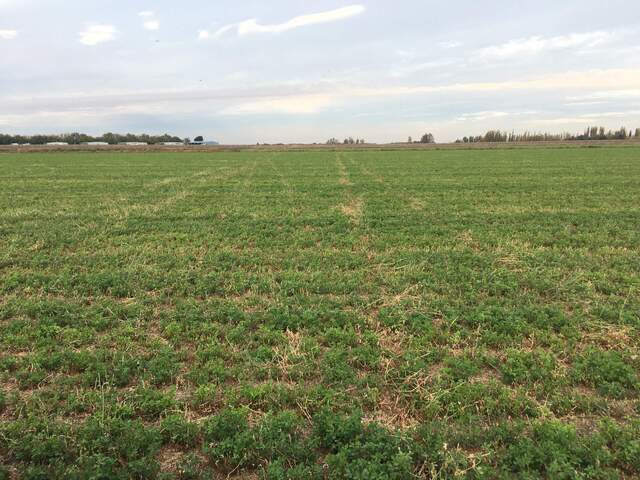 Stringy, unmowed alfalfa are the consequences of driving across the field to the bouncer tower when the alfalfa was tall.