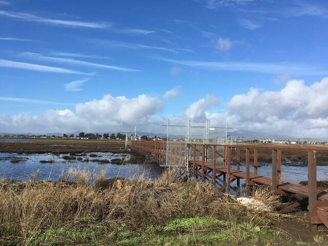 Hill Slough site near high tide