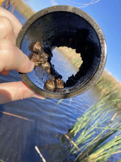 Barnacles on the inside if the FD chamberâ€™s collar.