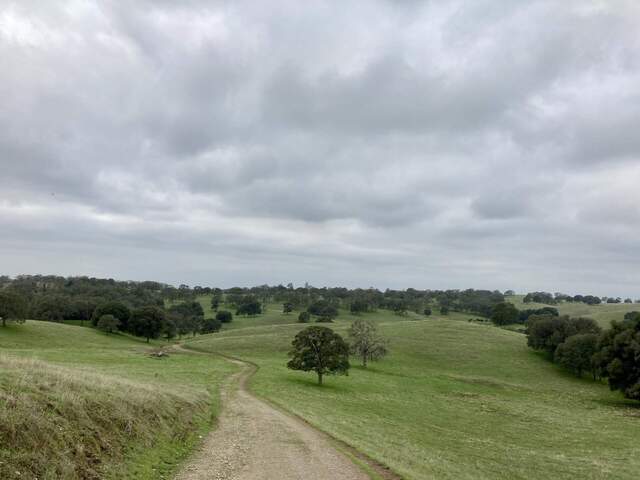 Overcast day with short green grass and dark green tree canopies