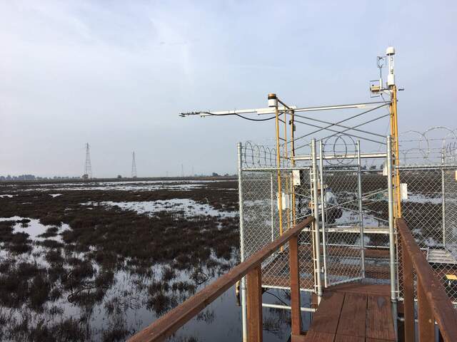 Daphne on site. Wetland is close to low tide.