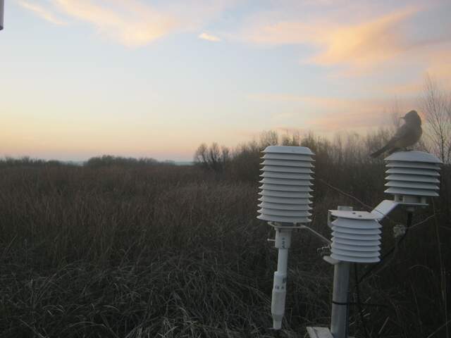 Black phoebe on one of the three solar shields set up during an HMP intercomparison