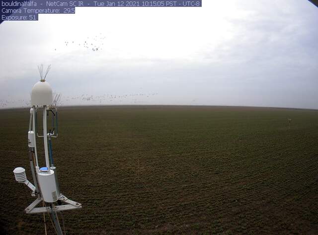Waterfowl taking off from field