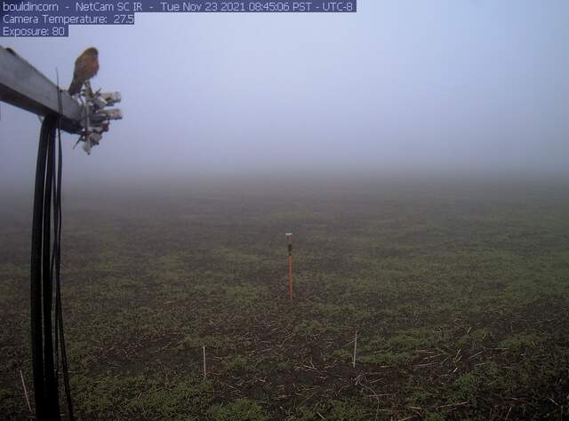 Cold and wet looking kestrel on boom
