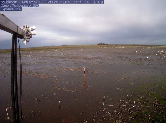 Snow geese in flooded field