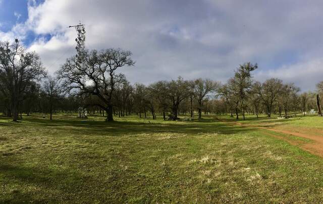 Short, green grass and bare trees (with mistletoe)