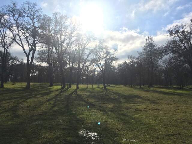 The sun came out in the afternoon. Puddle in the grass from winter rains
