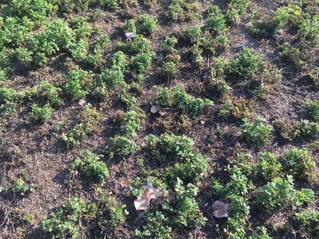 Large mushrooms spotted south of the tower