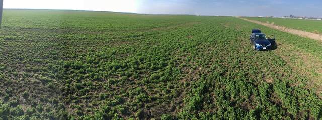 Patchy alfalfa north of the tower