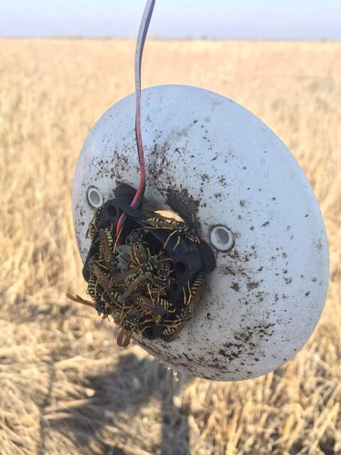 Sleepy wasps clustered around a broken HMP fan