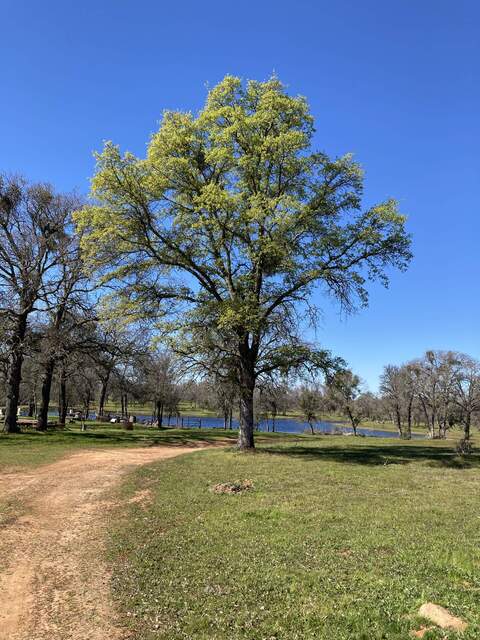 The tree near the Tonzi house always has leaves early.