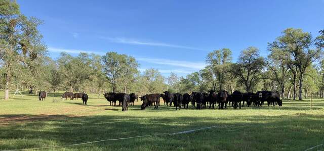 Young cow punks have wrecked havoc on the fences.
