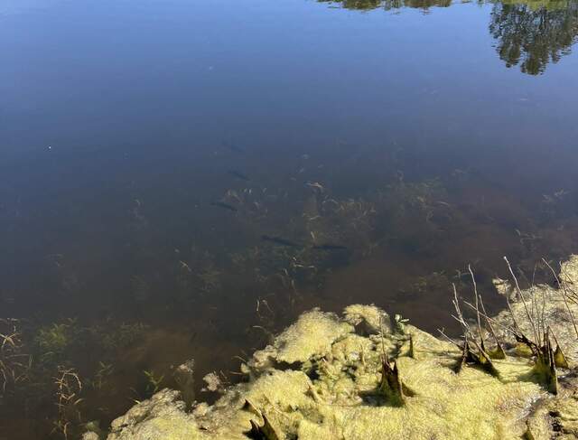 A bunch of fish in the Vaira pond
