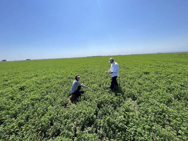 Ariane and Dennis taking IRT measurements of alfalfa around the same time as the Landsat 8 overpass