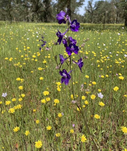 Good variety of flowers: larkspur, dandelion, more