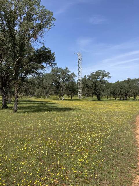 Peak flower season at Tonzi