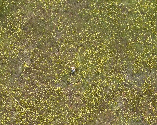 Lots of dandelions around the Tower