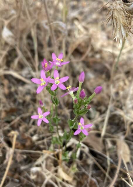 Little pink flower. Slender Centaury (Centaurium Tenuiflorum) native to Eurasia