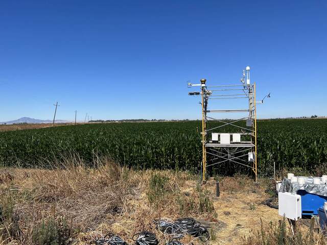 Corn has grown from about 35cm to 60cm tall in the last 2 weeks