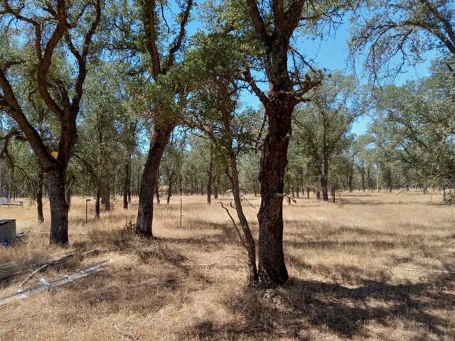 Mix of pine and oak trees