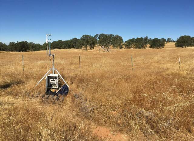 Golden grasslands and green oak trees of a California summer