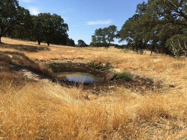 Not much water left in the watering hole