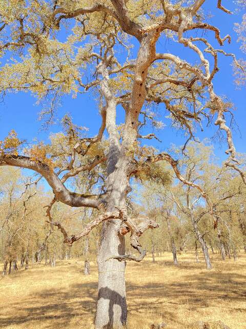 At least six woodpecker holes in this tree