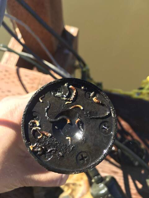 Calcareous deposits on the miniDOT, despite the copper screen that was in place. 