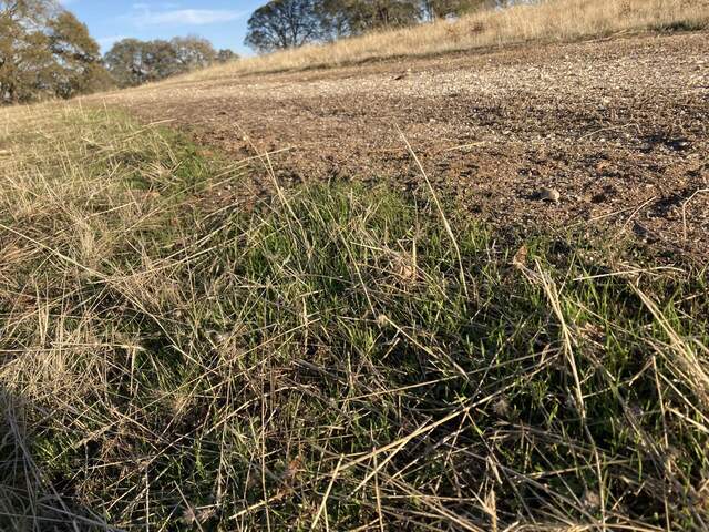 Grass has sprouted after recent rain