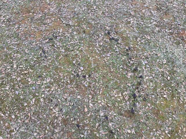 A double fairy ring of mushrooms