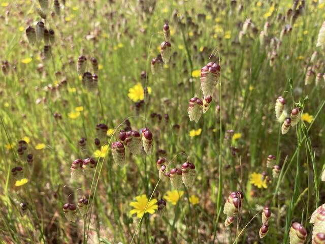 A big patch of rattlesnake grass aka quaking grass (Briza maxima, invasive from Mediterranean) near southeast tower anchor