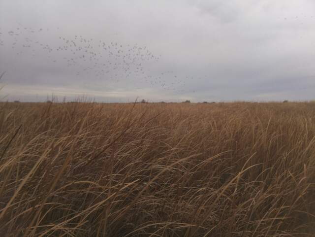 Flock of birds in flight