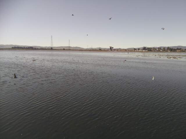 Birds in flight