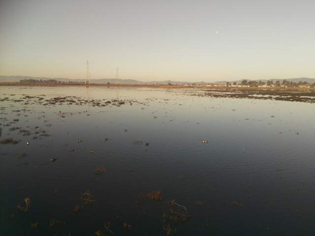 Birds on the water