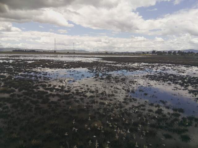 Flock of sandpipers in flight