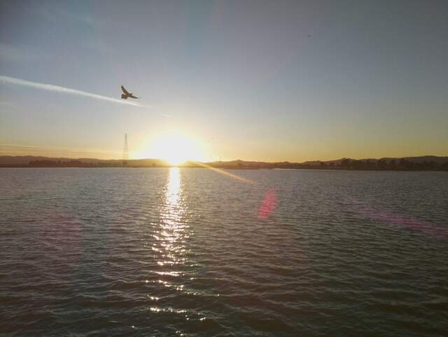 Bird silhouette at sunset