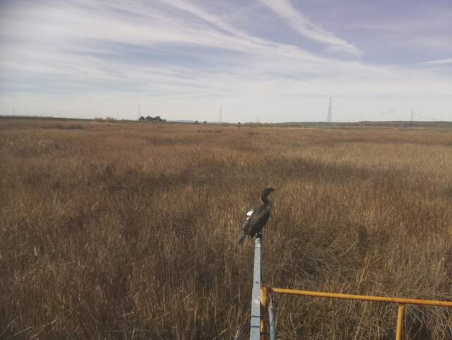 Cormorant on the radiometer boom