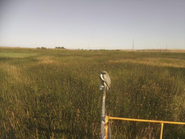 Great blue heron on radiometer boom
