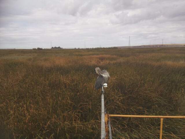Great blue heron on radiometer boom