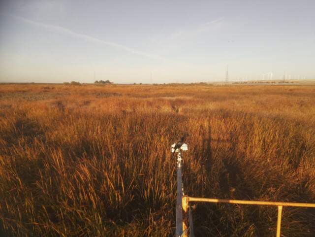 Grackle in radiometer boom