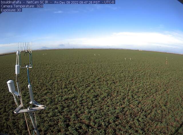 Sandhill cranes