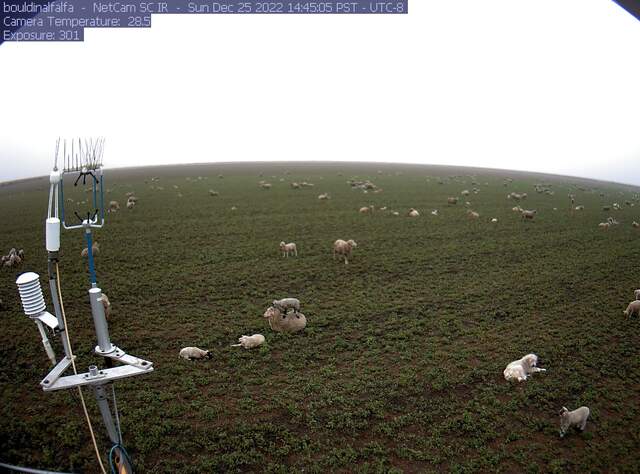 Sheep on the field and sheep on sheep