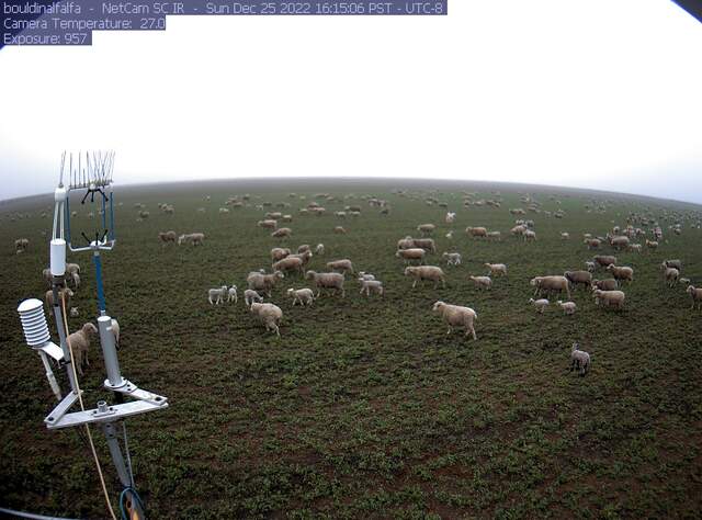 Lots of sheep on the field